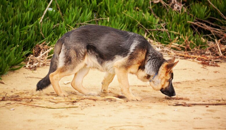K9 security Service